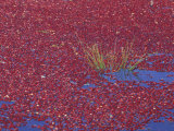Cranberries in Bog, Long Beach, Washington, USA Photographic Print by Jamie & Judy Wild