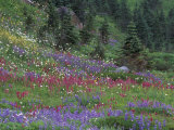 Meadow of Subalpine Lupine and Magenta Paintbrush, Mt. Rainier National Park, Washington, USA Photographic Print by Jamie & Judy Wild