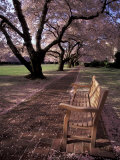 Japanese Cherry Trees at the University of Washington, Seattle, Washington, USA Fotografie-Druck von Jamie & Judy Wild