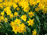 Yellow Daffodils, Elmira College, New York, USA Photographic Print by Lisa S. Engelbrecht