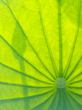 Perry's Water Garden, Lotus Blossom, Franklin, North Carolina, USA Photographic Print by Joanne Wells