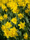Yellow Daffodils, Elmira College, New York, USA Photographic Print by Lisa S. Engelbrecht