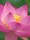 Perry's Water Garden, Lotus Blossom, Franklin, North Carolina, USA Photographic Print by Joanne Wells
