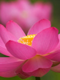 Perry's Water Garden, Lotus Blossom, Franklin, North Carolina, USA Photographic Print by Joanne Wells