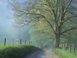 Foggy Road and Oak, Cades Cove, Great Smoky Mountains National Park, Tennessee, USA Fotografie-Druck von Darrell Gulin