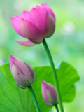 Perry's Water Garden, Lotus Bloom and Buds, Franklin, North Carolina, USA Photographic Print by Joanne Wells