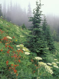 Indian Paintbrush and Cow Parsnip, Olympic National Park, Washington, USA Photographie par Adam Jones