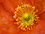 Icelandic Poppy Detail, Cannon Beach, Oregon, USA Photographie par Jamie & Judy Wild