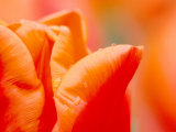 Tulip Detail, Skagit County, Washington, USA Photographie par Rob Tilley