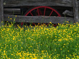 Buttercups and Wagon Wheel, Pioneer Homestead, Great Smoky Mountains National Park, North Carolina Photographic Print by Adam Jones
