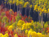 Colorful Aspens in Logan Canyon, Utah, USA Fotografisk tryk af Julie Eggers Colorful Aspens in Logan Canyon, Utah, USA Fotografisk tryk af Julie Eggers