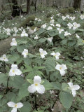 Large-Flowered Trillium, Great Smoky Mountains National Park, Tennessee, USA Photographic Print by Adam Jones