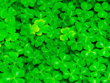 Wood Sorrel Pattern, Columbia River Gorge National Scenic Area, Oregon, USA Photographic Print by Adam Jones