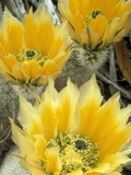 Flowers in Chihuahuan Desert, Big Bend National Park, Texas, USA Fotografie-Druck von Scott T. Smith