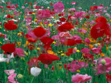 Shirley Mixed and California Poppy Field, Washington, USA Photographic Print by Jamie & Judy Wild
