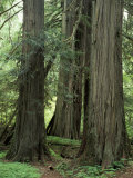 Western Red Ceders in Grove of Patriarchs, Mt. Rainier National Park, Washington, USA Photographic Print by Jamie & Judy Wild