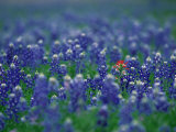 Bluebonnets, Hill Country, Texas, USA Photographic Print by Dee Ann Pederson