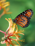 Queen Monarch resting on Spiderflower, Woodland Park Zoo, Washington, USA Photographic Print by Jamie & Judy Wild