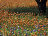 Paintbrush and Tree Trunk, Hill Country, Texas, USA Photographic Print by Darrell Gulin
