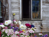 Old Barn with Cat in the Window, Whitman County, Washington, USA Photographic Print by Julie Eggers