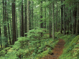 Chemin des Silver Falls, parc national du Mont Rainier, Washington, Etats-Unis Photographie par Jamie & Judy Wild