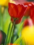 Tulips at Roozengaarde Display Garden, Mount Vernon, Skagit Valley, Washington, USA Fotografisk tryk af William Sutton Tulips at Roozengaarde Display Garden, Mount Vernon, Skagit Valley, Washington, USA Fotografisk tryk af William Sutton