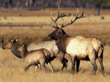 Elk in Meadow, Yellowstone National Park, Wyoming, USA Photographic Print by Jamie & Judy Wild