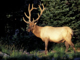 Bull Roosevelt Elk at Sunrise Picnic Area, Mt. Rainier National Park, Washington, USA Photographic Print by Jamie & Judy Wild