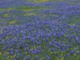 Blue Bonnets and Arnica, North of Marble Falls, Texas, USA Photographic Print by Darrell Gulin