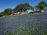 Bluebonnets, Hill Country, Texas, USA Photographic Print by Dee Ann Pederson