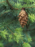 Closeup of Douglas Fir Cone, Olympic National Park, Washington, USA Photographic Print by Jamie & Judy Wild