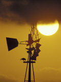 Harris Hawk Eating Prey on Windmill at Sunset, Brooks County, Texas, USA Fotografie-Druck von Maresa Pryor