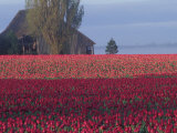 Tulip Fields and Barn, Skagit Valley, Washington, USA Photographie par William Sutton