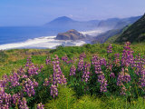 Lupine Flowers and Rugged Coastline along Southern Oregon, USA Photographie par Adam Jones