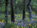 Balsam Root and Lupine Among Pacific Ponderosa Pine, Rowena, Oregon, USA Photographic Print by Jamie & Judy Wild