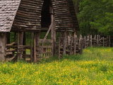 Buttercups and Cantilever Barn, Pioneer Homestead, Great Smoky Mountains National Park, N. Carolina Photographie par Adam Jones