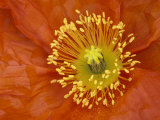 Icelandic Poppy Detail, Cannon Beach, Oregon, USA Photographic Print by Jamie & Judy Wild