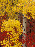 Aspen Trees with Golden Leaves, Wenatchee National Forest, Washington, USA Photographie par Jamie & Judy Wild