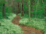 Footpath through Fringed Phacelia Flowers, Great Smoky Mountains National Park, Tennessee, USA Photographic Print by Adam Jones