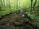 Small Stream in Dense Forest of Great Smoky Mountains National Park, Tennessee, USA Photographic Print by Darrell Gulin