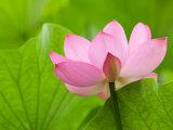 Perry's Water Garden, Lotus Bloom and Leaves, Franklin, North Carolina, USA Photographie par Joanne Wells