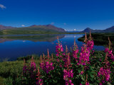 Common Fireweed in the Alaska Range, Alaska, USA Photographic Print by Dee Ann Pederson