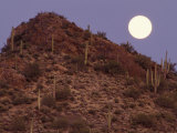 Sonora Desert, Saguaro National Park, Arizona, USA Photographic Print by Gavriel Jecan