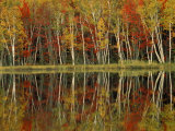 Fall Foliage and Birch Reflections, Hiawatha National Forest, Michigan, USA Photographic Print by Claudia Adams