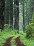 Coast Trail, Old Highway 101 with Coast Redwoods, Del Norte Coast State Park, California, USA Photographic Print by Jamie & Judy Wild