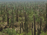 Saguaro Cactus in Sonoran Desert, Saguaro National Park, Arizona, USA Photographic Print by Dee Ann Pederson