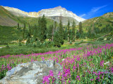Meadow of Fireweed in Mt. Sneffels Wilderness Area, Colorado, USA Photographic Print by Julie Eggers