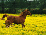 Arabian Foal and Mare Running Through Buttercup Flowers, Louisville, Kentucky, USA Photographic Print by Adam Jones