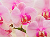Hybrid Orchids, Selby Gardens, Sarasota, Florida, USA Photographic Print by Adam Jones