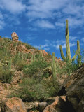Saguaro Cactus in Sonoran Desert, Saguaro National Park, Arizona, USA Fotografisk tryk af Dee Ann Pederson Saguaro Cactus in Sonoran Desert, Saguaro National Park, Arizona, USA Fotografisk tryk af Dee Ann Pederson